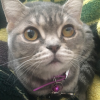 British Shorthair, Kedi  Balım fotoğrafı