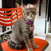 British Shorthair, Kedi  Balım fotoğrafı
