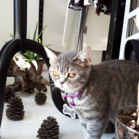 British Shorthair, Kedi  Balım fotoğrafı