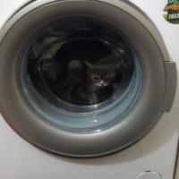 British Shorthair, Kedi  Balım fotoğrafı
