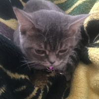 British Shorthair, Kedi  Balım fotoğrafı