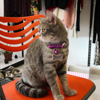 British Shorthair, Kedi  Balım fotoğrafı