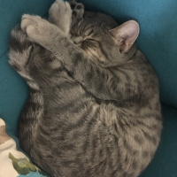 British Shorthair, Kedi  Balım fotoğrafı