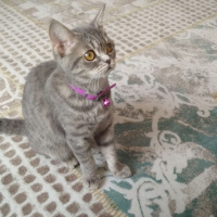 British Shorthair, Kedi  Balım fotoğrafı