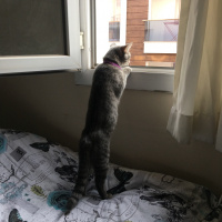 British Shorthair, Kedi  Balım fotoğrafı