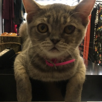 British Shorthair, Kedi  Balım fotoğrafı