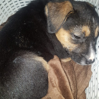 Sokö (Sokak Köpeği), Köpek  Minik fotoğrafı