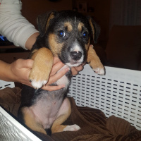 Sokö (Sokak Köpeği), Köpek  Minik fotoğrafı
