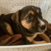 Sokö (Sokak Köpeği), Köpek  Minik fotoğrafı