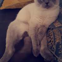Exotic Shorthair, Kedi  Benjamin fotoğrafı