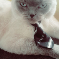 Exotic Shorthair, Kedi  Benjamin fotoğrafı