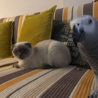 Exotic Shorthair, Kedi  Benjamin fotoğrafı