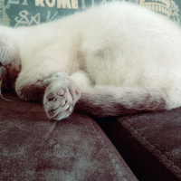 Exotic Shorthair, Kedi  Benjamin fotoğrafı