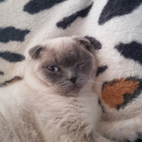 Exotic Shorthair, Kedi  Benjamin fotoğrafı