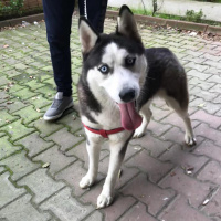 Sibirya Kurdu (Husky), Köpek  Hasky fotoğrafı