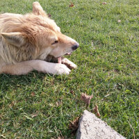 Tekir Kedi, Kedi  Her hangi bir kedi fotoğrafı