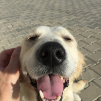 Golden Retriever, Köpek  Anjelique fotoğrafı