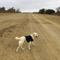 Golden Retriever, Köpek  Anjelique fotoğrafı