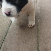 St. Bernard (Saint Bernard), Köpek  köpük fotoğrafı