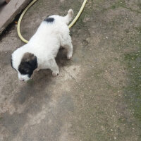 St. Bernard (Saint Bernard), Köpek  köpük fotoğrafı