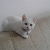 British Shorthair, Kedi  Kar fotoğrafı