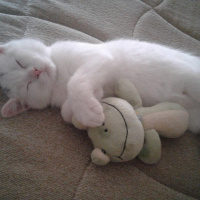 British Shorthair, Kedi  Kar fotoğrafı