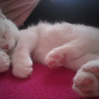 British Shorthair, Kedi  Kar fotoğrafı