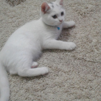 British Shorthair, Kedi  Kar fotoğrafı