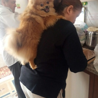 Pomeranyalı, Köpek  Bella BAMBİNA fotoğrafı