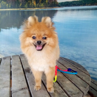 Pomeranyalı, Köpek  Bella BAMBİNA fotoğrafı
