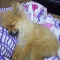 Pomeranyalı, Köpek  Bella BAMBİNA fotoğrafı