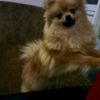 Pomeranyalı, Köpek  Bella BAMBİNA fotoğrafı