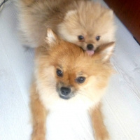 Pomeranyalı, Köpek  Bella BAMBİNA fotoğrafı