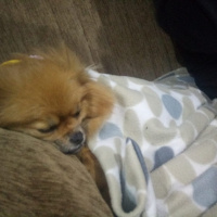 Pomeranyalı, Köpek  Bella BAMBİNA fotoğrafı