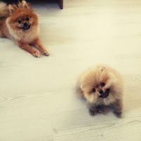 Pomeranyalı, Köpek  Bella BAMBİNA fotoğrafı