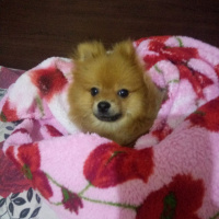 Pomeranyalı, Köpek  Bella BAMBİNA fotoğrafı