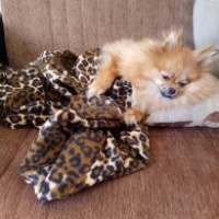 Pomeranyalı, Köpek  Bella BAMBİNA fotoğrafı