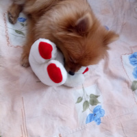 Pomeranyalı, Köpek  Bella BAMBİNA fotoğrafı
