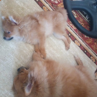 Pomeranyalı, Köpek  Bella BAMBİNA fotoğrafı