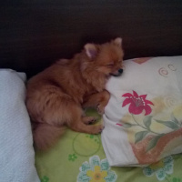 Pomeranyalı, Köpek  Bella BAMBİNA fotoğrafı
