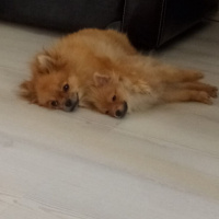 Pomeranyalı, Köpek  Bella BAMBİNA fotoğrafı