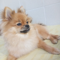 Pomeranyalı, Köpek  Bella BAMBİNA fotoğrafı