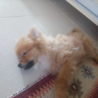 Pomeranyalı, Köpek  Bella BAMBİNA fotoğrafı