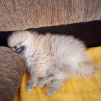 Pomeranyalı, Köpek  Bella BAMBİNA fotoğrafı