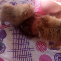 Pomeranyalı, Köpek  Bella BAMBİNA fotoğrafı