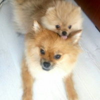 Pomeranyalı, Köpek  Bella BAMBİNA fotoğrafı