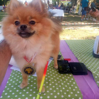 Pomeranyalı, Köpek  Bella BAMBİNA fotoğrafı