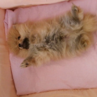 Pomeranyalı, Köpek  Bella BAMBİNA fotoğrafı