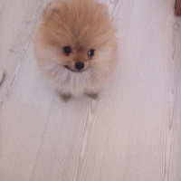 Pomeranyalı, Köpek  Bella BAMBİNA fotoğrafı