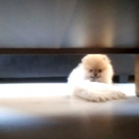 Pomeranyalı, Köpek  Bella BAMBİNA fotoğrafı